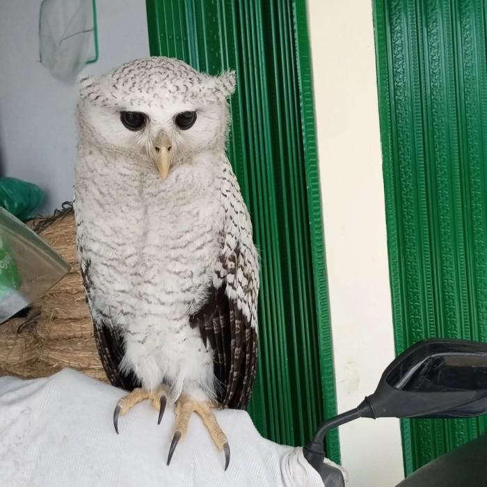 Detail Burung Hantu Salju Harga Nomer 21