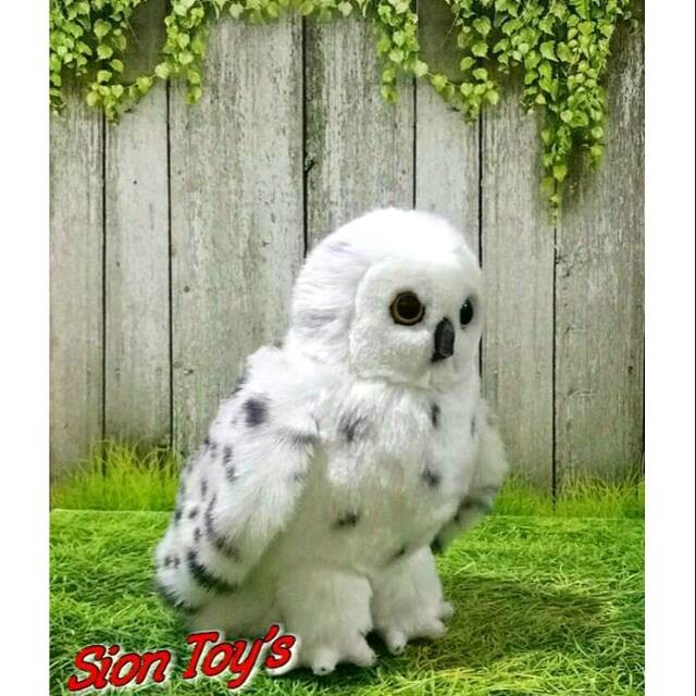 Detail Burung Hantu Salju Harga Nomer 23