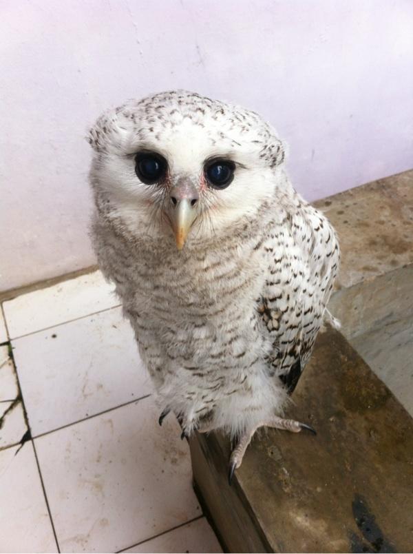 Detail Burung Hantu Salju Harga Nomer 24