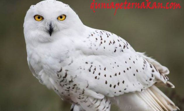 Detail Burung Hantu Salju Harga Nomer 27