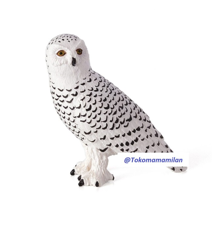 Detail Burung Hantu Salju Harga Nomer 48