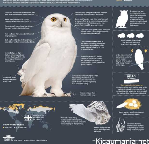 Detail Burung Hantu Salju Harga Nomer 49