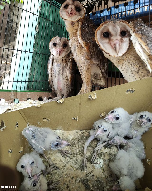 Detail Burung Hantu Salju Harga Nomer 50