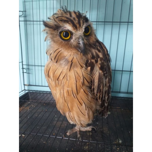 Detail Burung Hantu Salju Harga Nomer 52