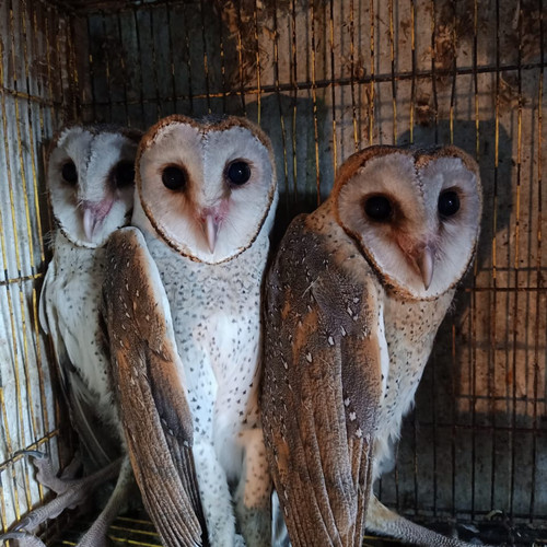 Detail Burung Hantu Serak Jawa Nomer 18