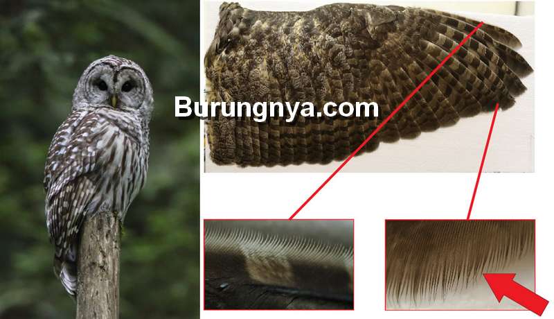 Detail Burung Hantu Tanpa Bulu Nomer 9