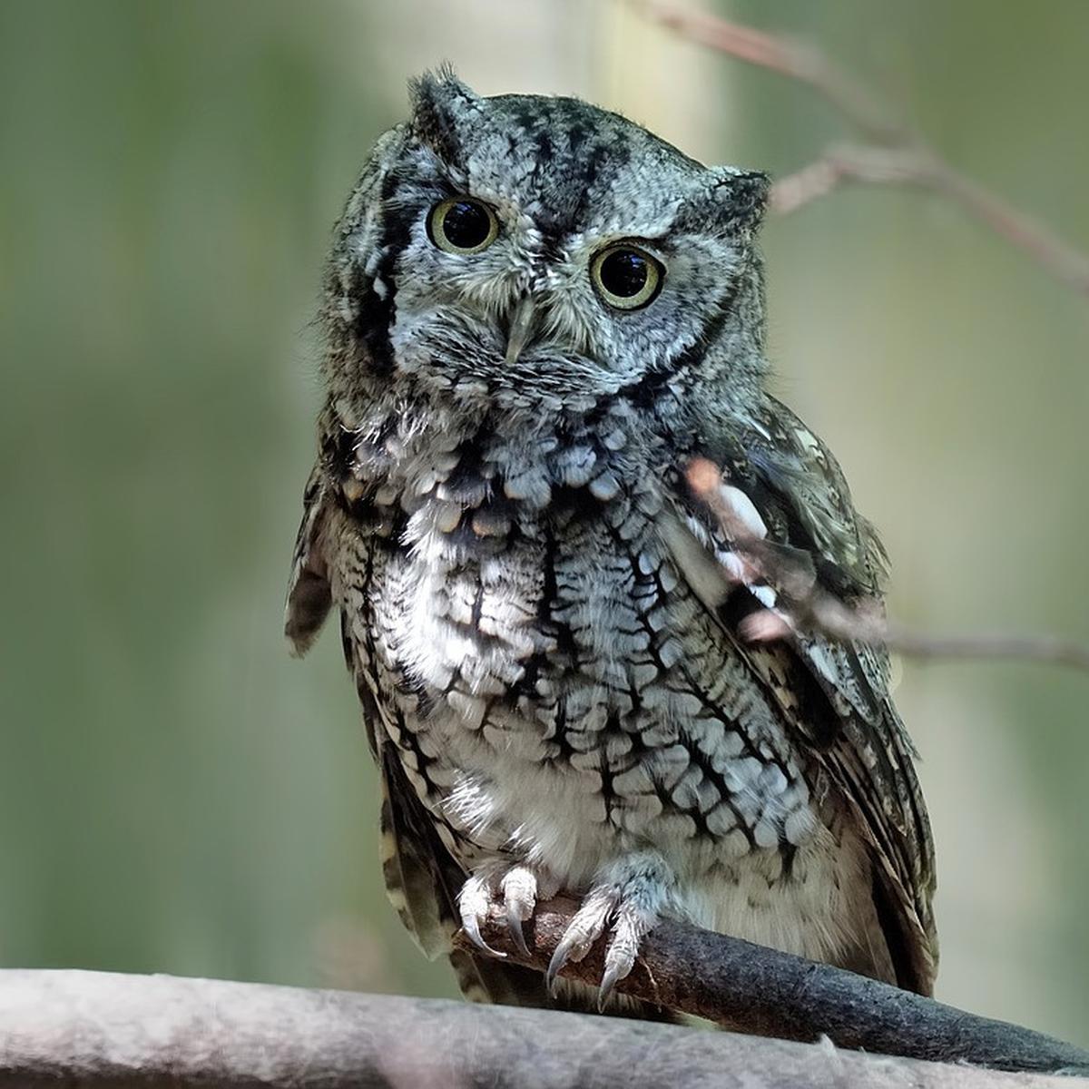 Detail Burung Hantu Tanpa Bulu Nomer 10