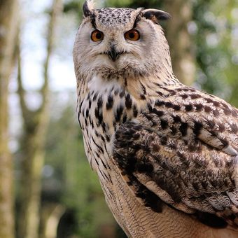 Detail Burung Hantu Tanpa Bulu Nomer 18