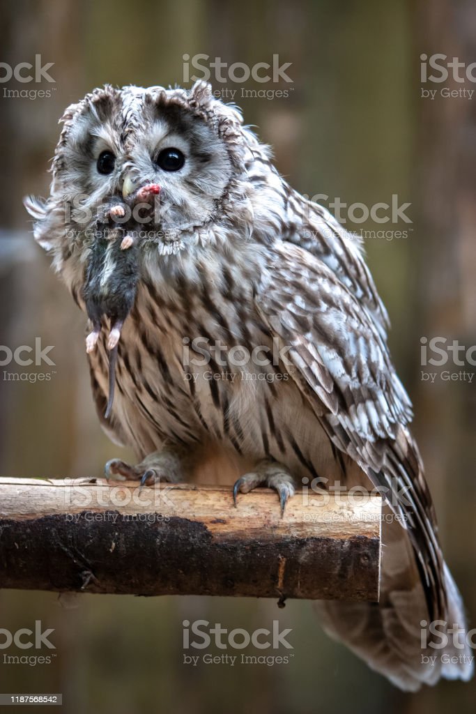 Detail Burung Hantu Tanpa Bulu Nomer 43