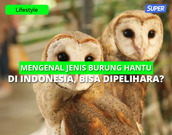 Detail Burung Hantu Tanpa Bulu Nomer 45