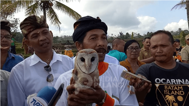 Detail Burung Hantu Tyto Alba Nomer 27