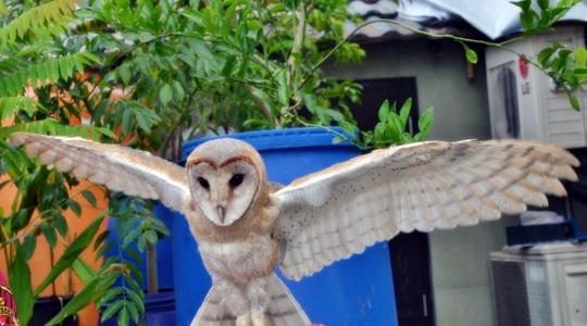 Detail Burung Hantu Tyto Alba Nomer 36