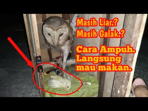 Detail Burung Hantu Tyto Alba Nomer 54