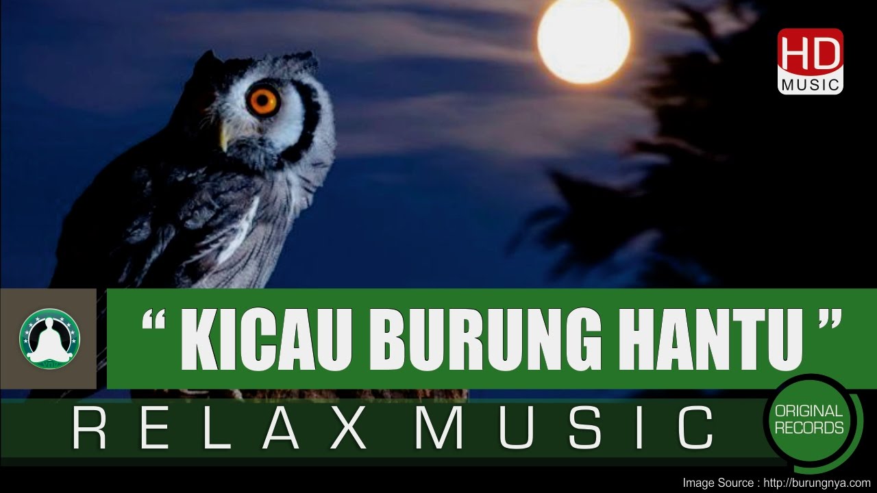 Detail Burung Hantu Yang Seram Nomer 14