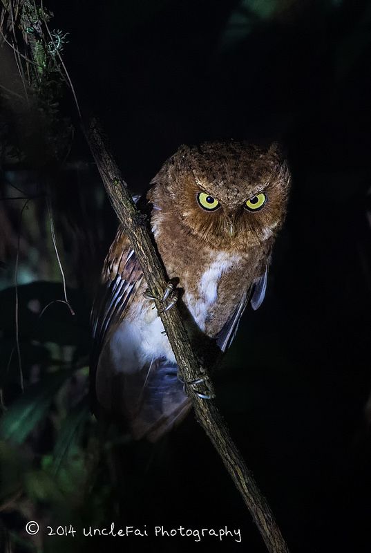 Detail Burung Hantu Yang Seram Nomer 3