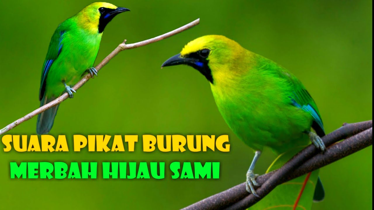 Detail Burung Hijau Daun Nomer 15