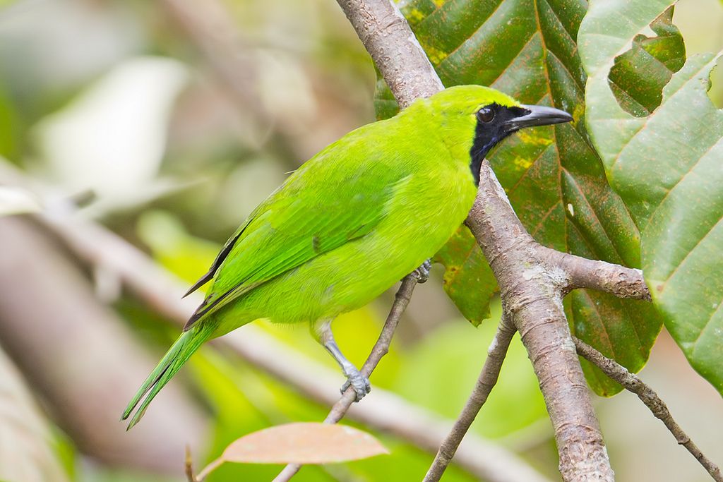 Detail Burung Hijau Daun Nomer 3