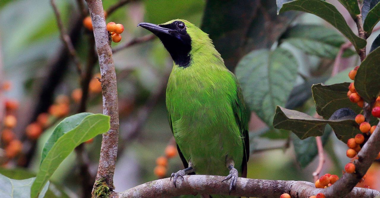 Detail Burung Hijau Daun Nomer 23