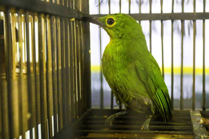 Detail Burung Hijau Daun Nomer 33