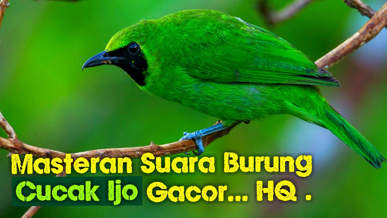 Detail Burung Hijau Daun Nomer 34