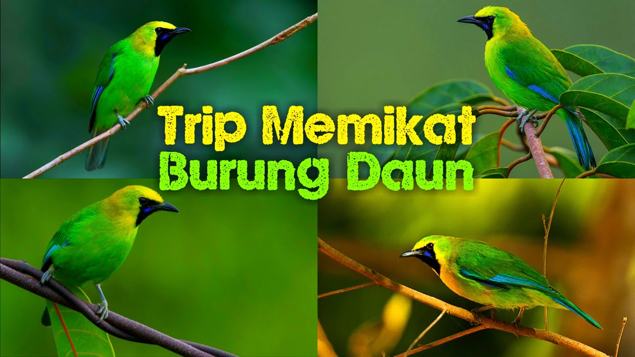 Detail Burung Hijau Daun Nomer 38