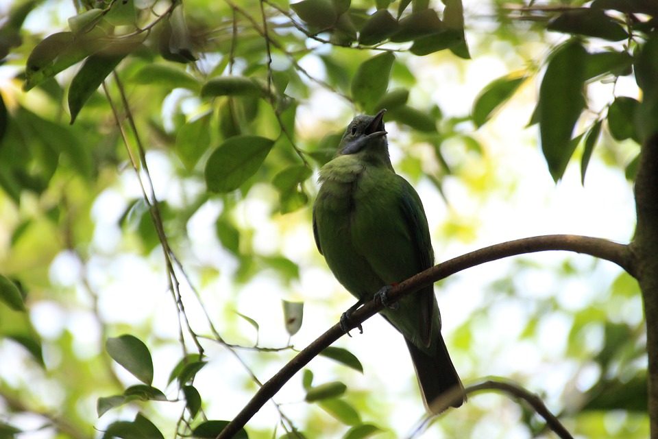 Detail Burung Hijau Daun Nomer 39