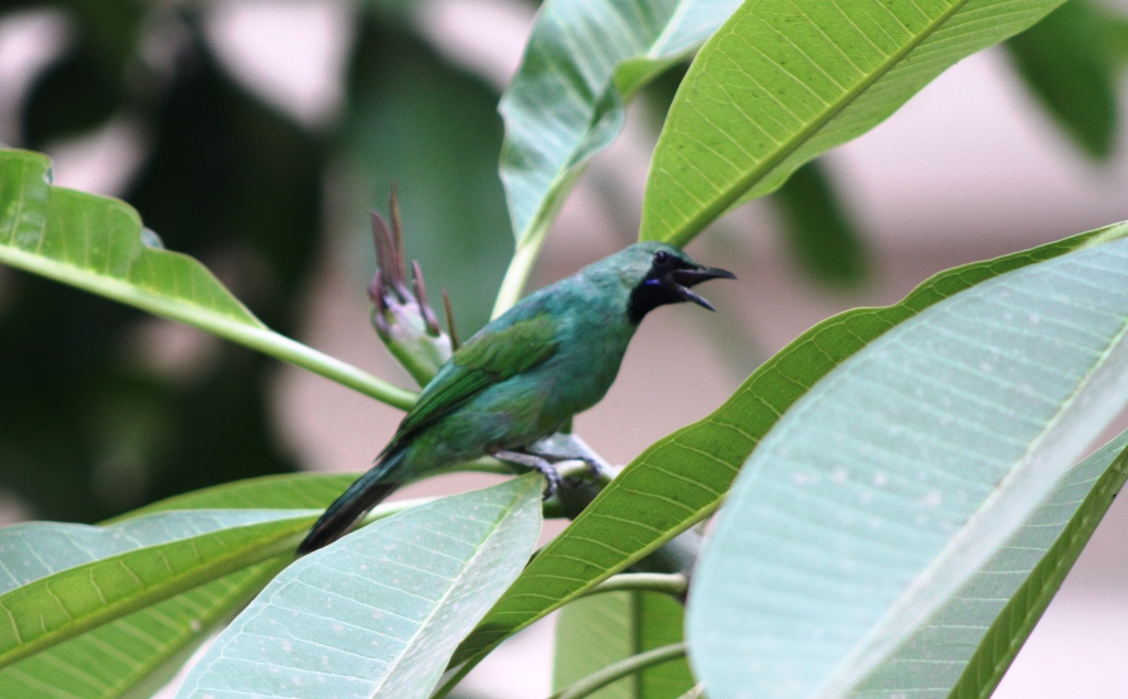 Detail Burung Hijau Daun Nomer 46