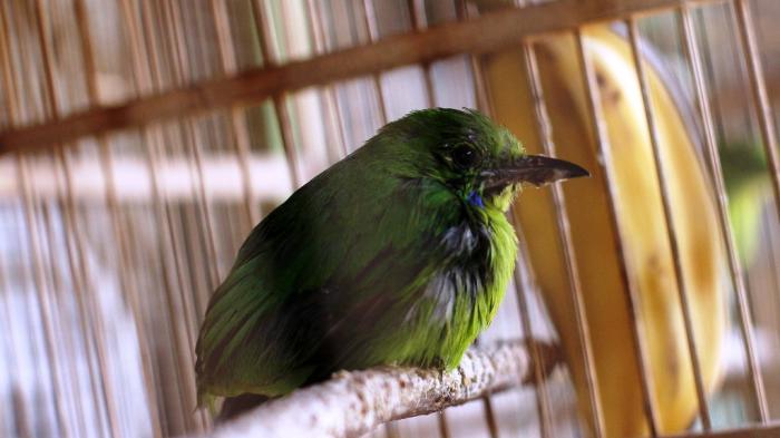 Burung Hijau Kecil - KibrisPDR