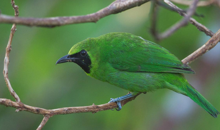 Detail Burung Hijau Kecil Nomer 12