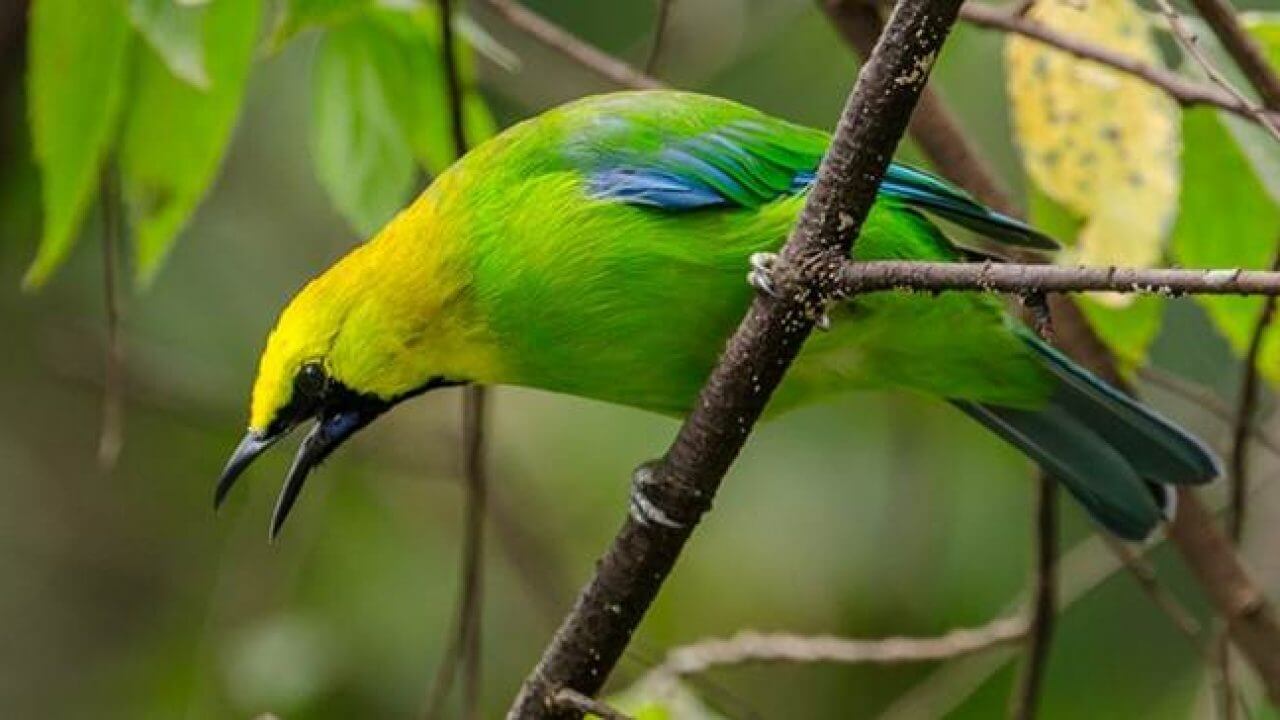 Detail Burung Hijau Kecil Nomer 23