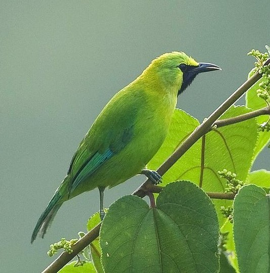 Detail Burung Hijau Kecil Nomer 24