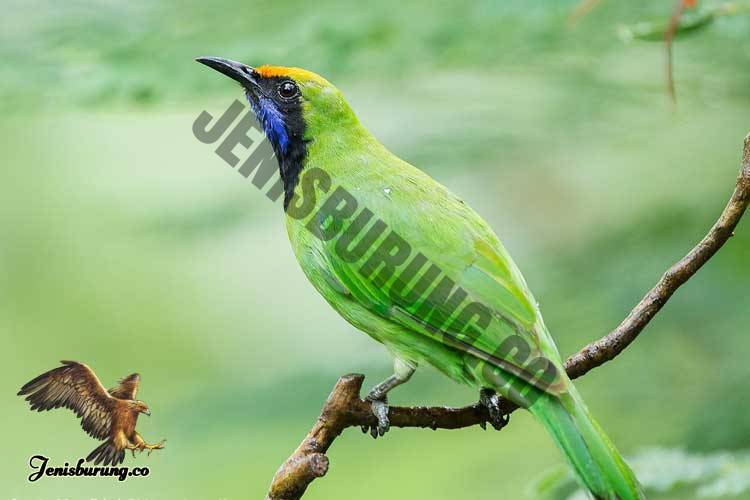 Detail Burung Hijau Kecil Nomer 28