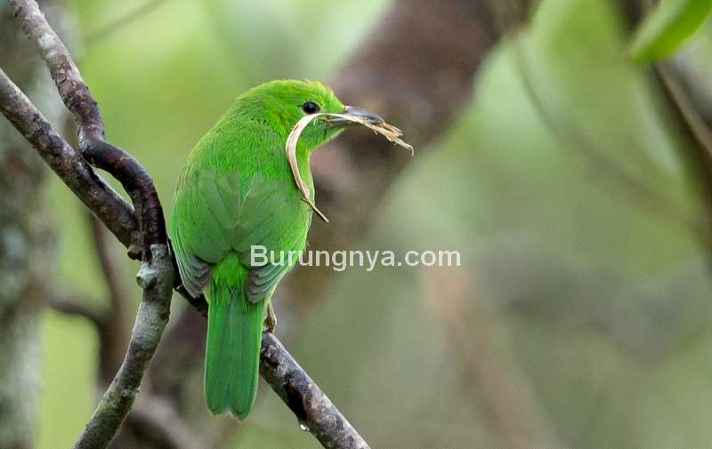 Detail Burung Hijau Kecil Nomer 4