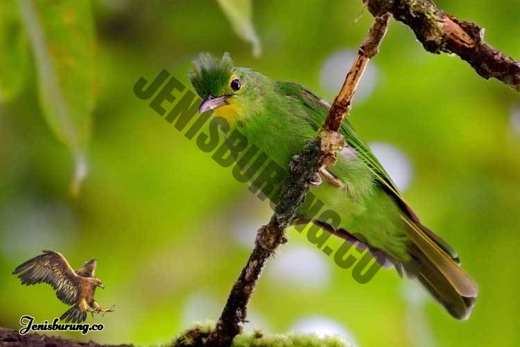 Detail Burung Hijau Kecil Nomer 39