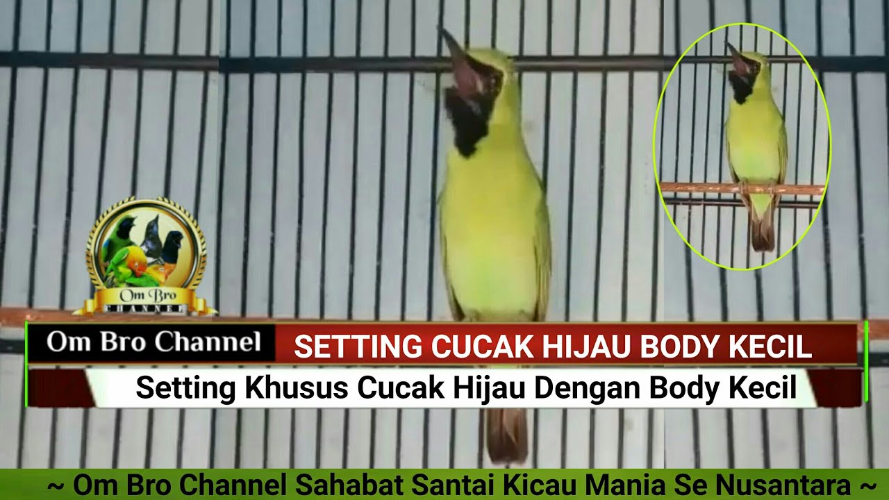 Detail Burung Hijau Kecil Nomer 40