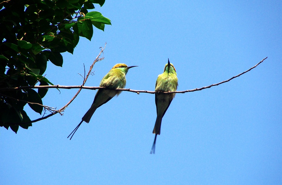 Detail Burung Hijau Kecil Nomer 48