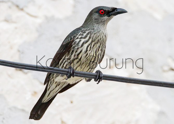 Detail Burung Hitam Bermata Merah Nomer 16