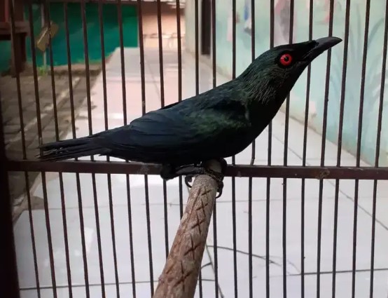 Detail Burung Hitam Bermata Merah Nomer 26