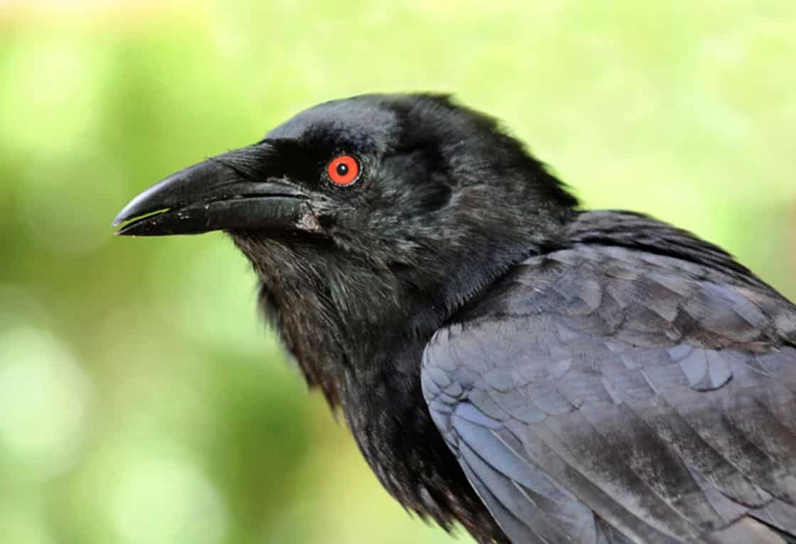 Detail Burung Hitam Bermata Merah Nomer 28