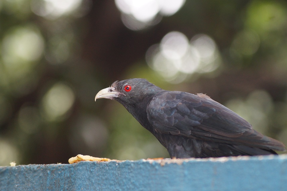 Detail Burung Hitam Bermata Merah Nomer 34