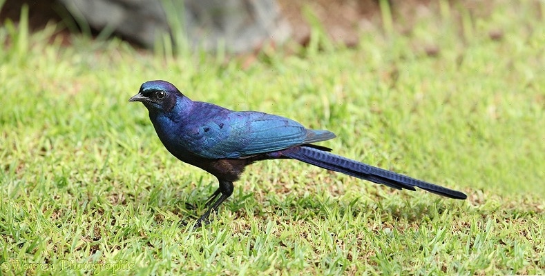 Detail Burung Hitam Bermata Merah Nomer 38