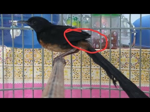 Detail Burung Hitam Bermata Merah Nomer 39