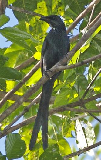 Detail Burung Hitam Bermata Merah Nomer 46