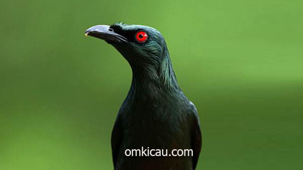 Detail Burung Hitam Mata Merah Nomer 26