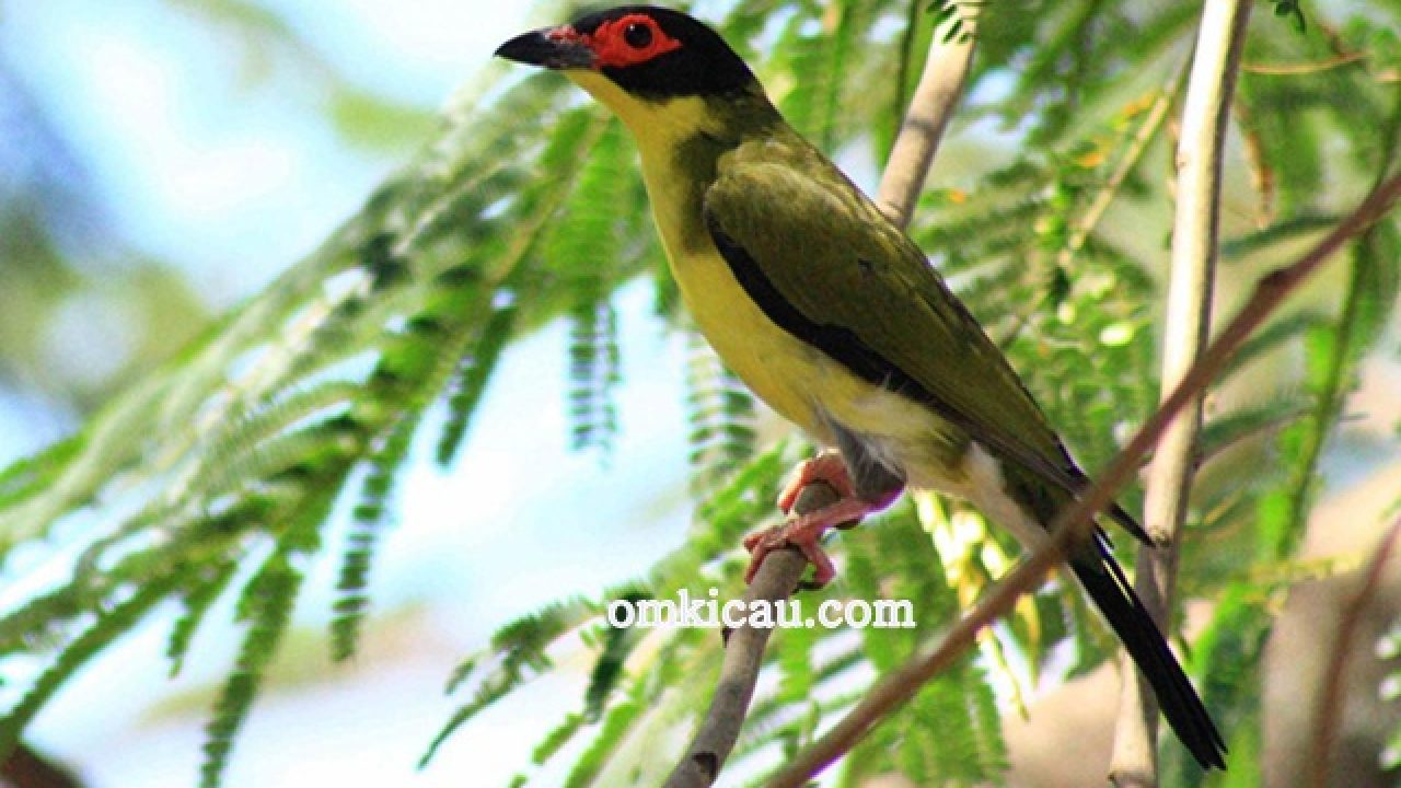 Detail Burung Hitam Mata Merah Nomer 40