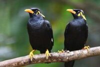 Detail Burung Hitam Paruh Kuning Nomer 2