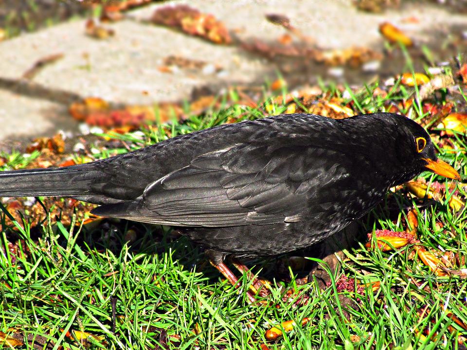 Detail Burung Hitam Paruh Kuning Nomer 16