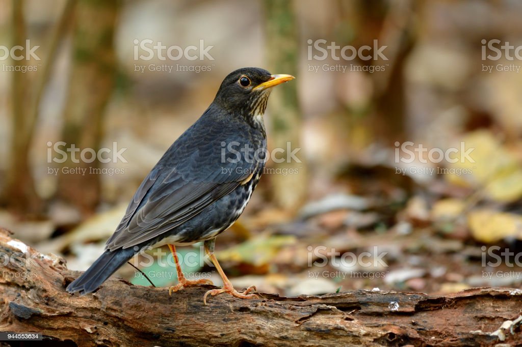 Detail Burung Hitam Paruh Kuning Nomer 22