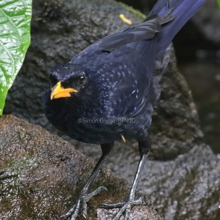 Detail Burung Hitam Paruh Kuning Nomer 3