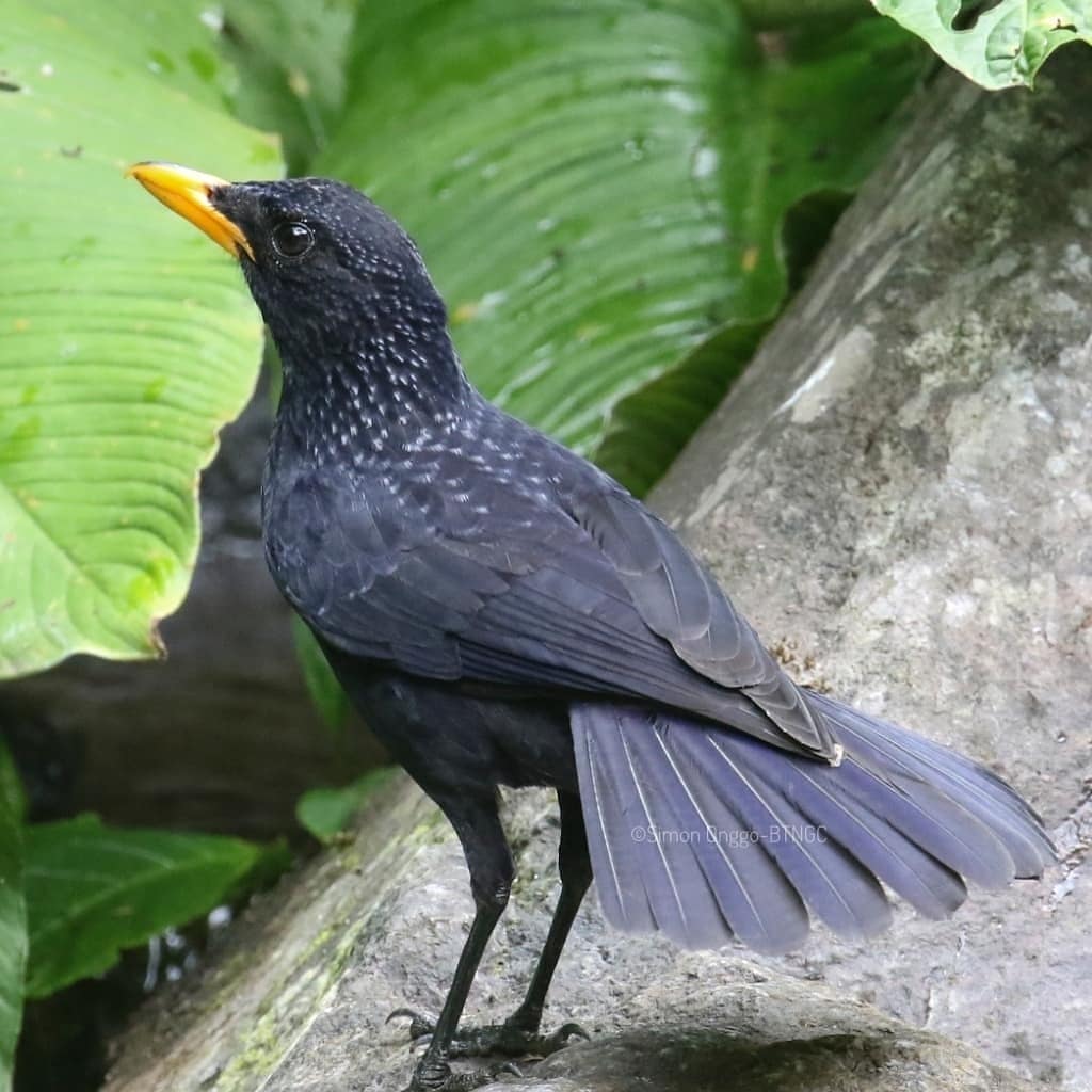 Detail Burung Hitam Paruh Kuning Nomer 38